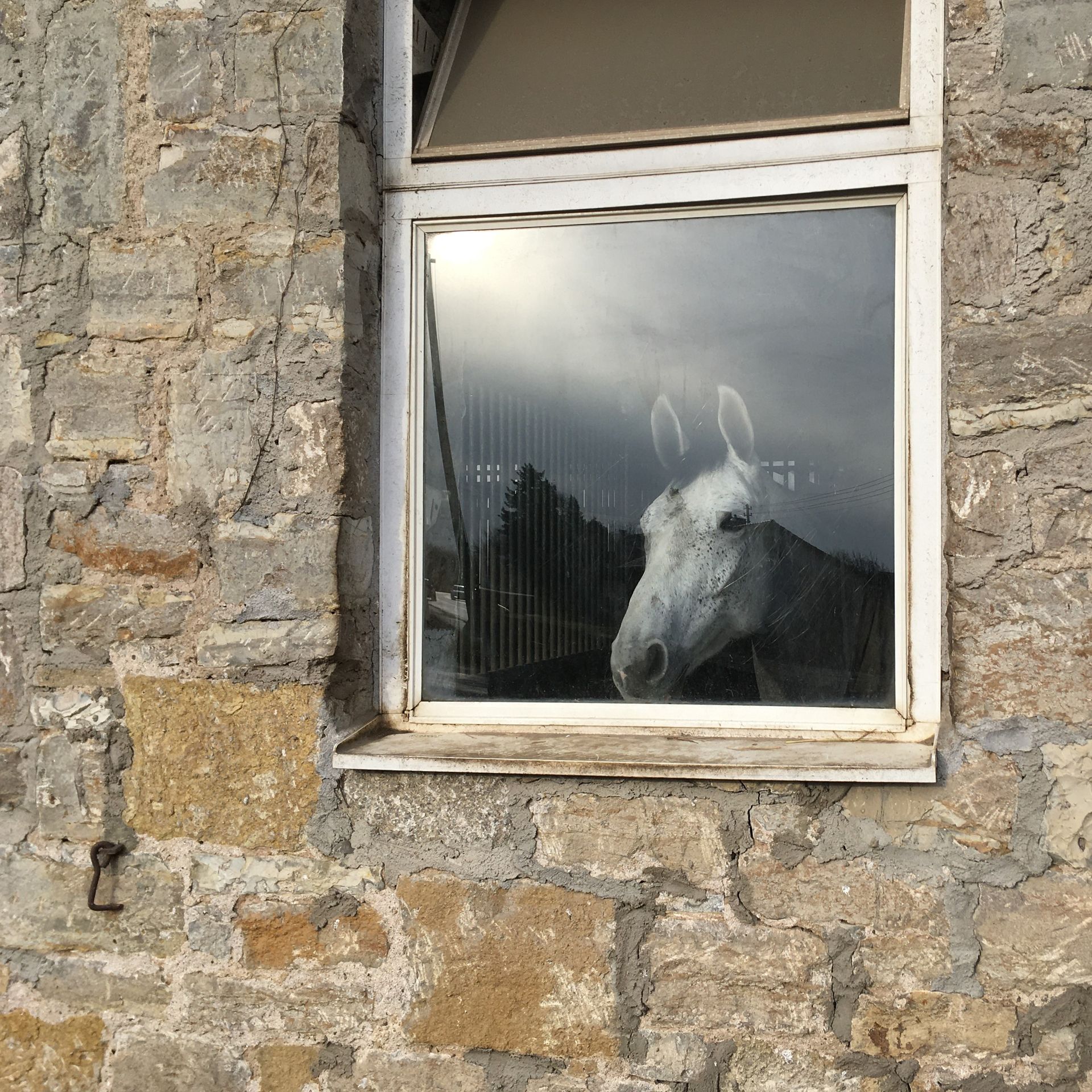 Pferd 2, Foto ©Thomas Lehrmann