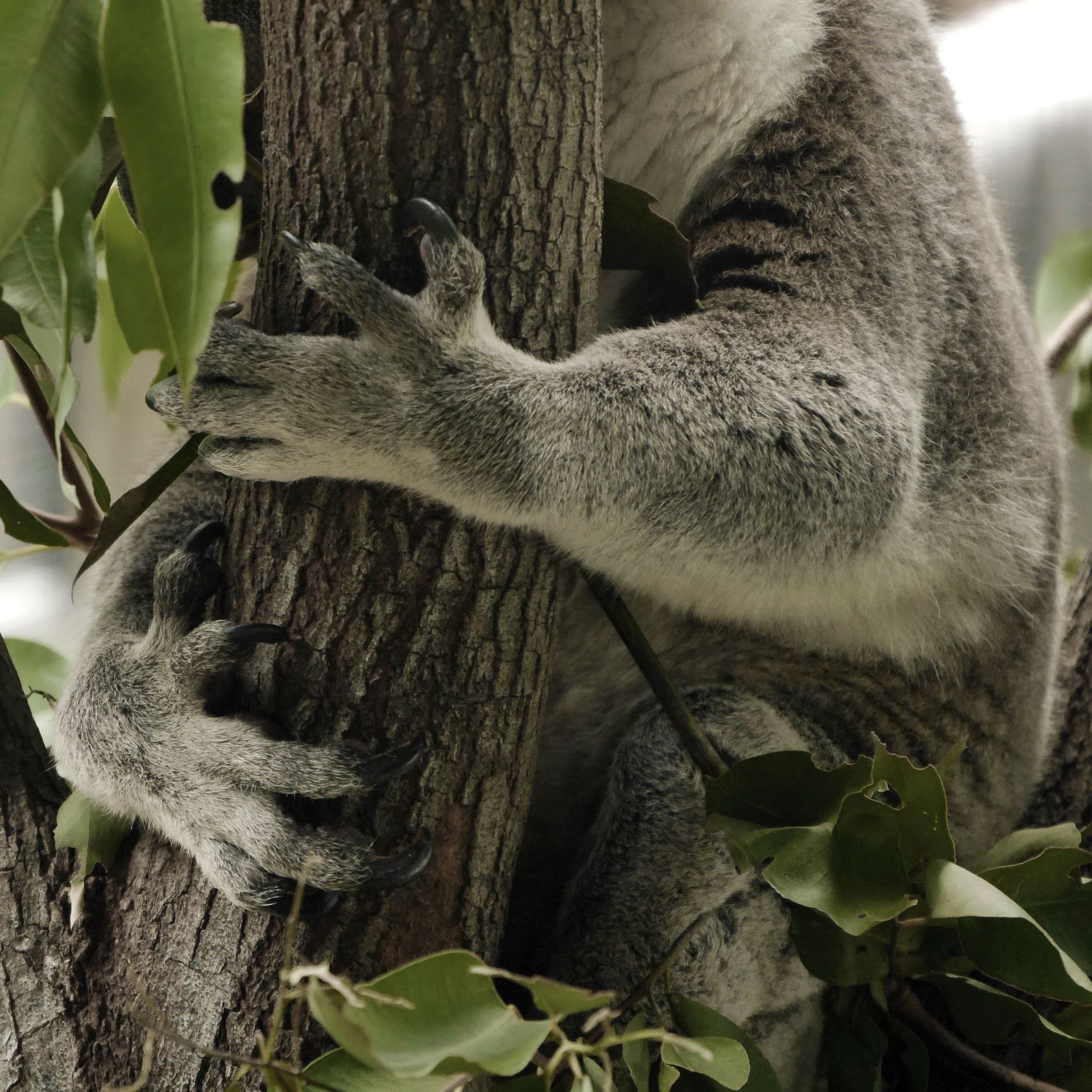 koala bear at wildlife habitat Port Douglas, Foto ©Thomas Lehrmann