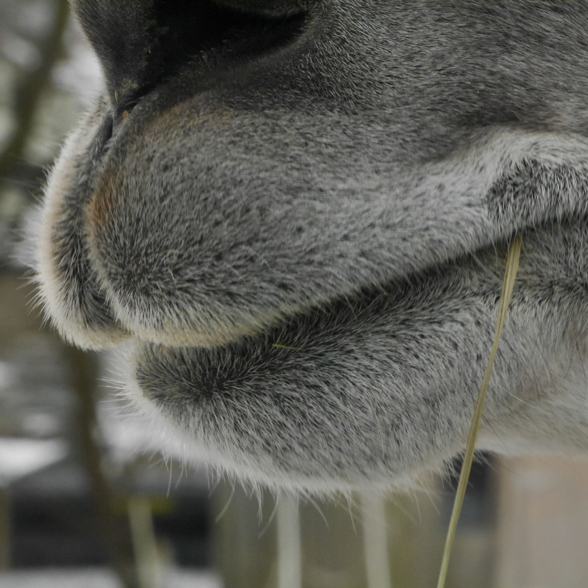 Lama Rhön, Foto ©Thomas Lehrmann