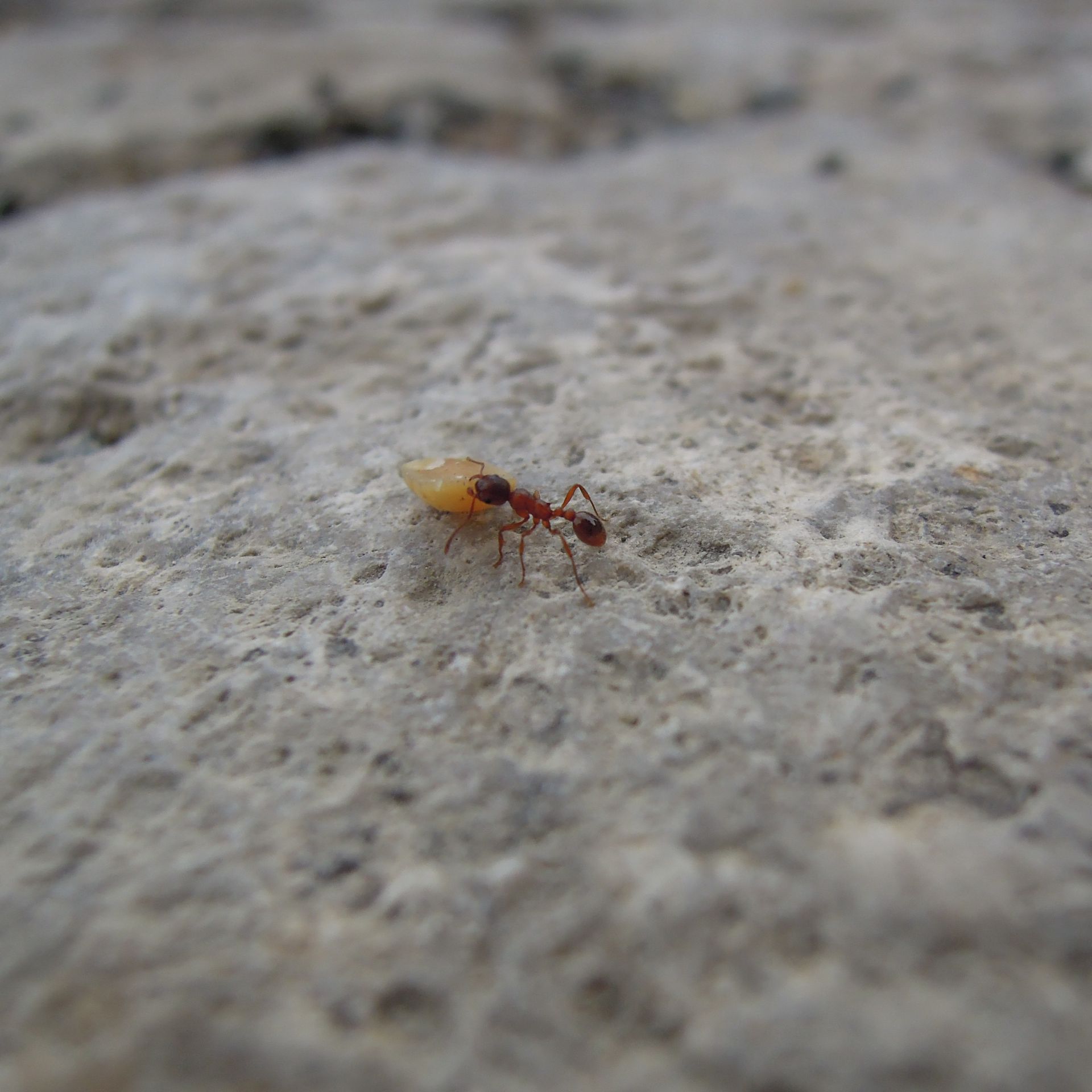 Ameise Rottenbauer, Foto ©Thomas Lehrmann