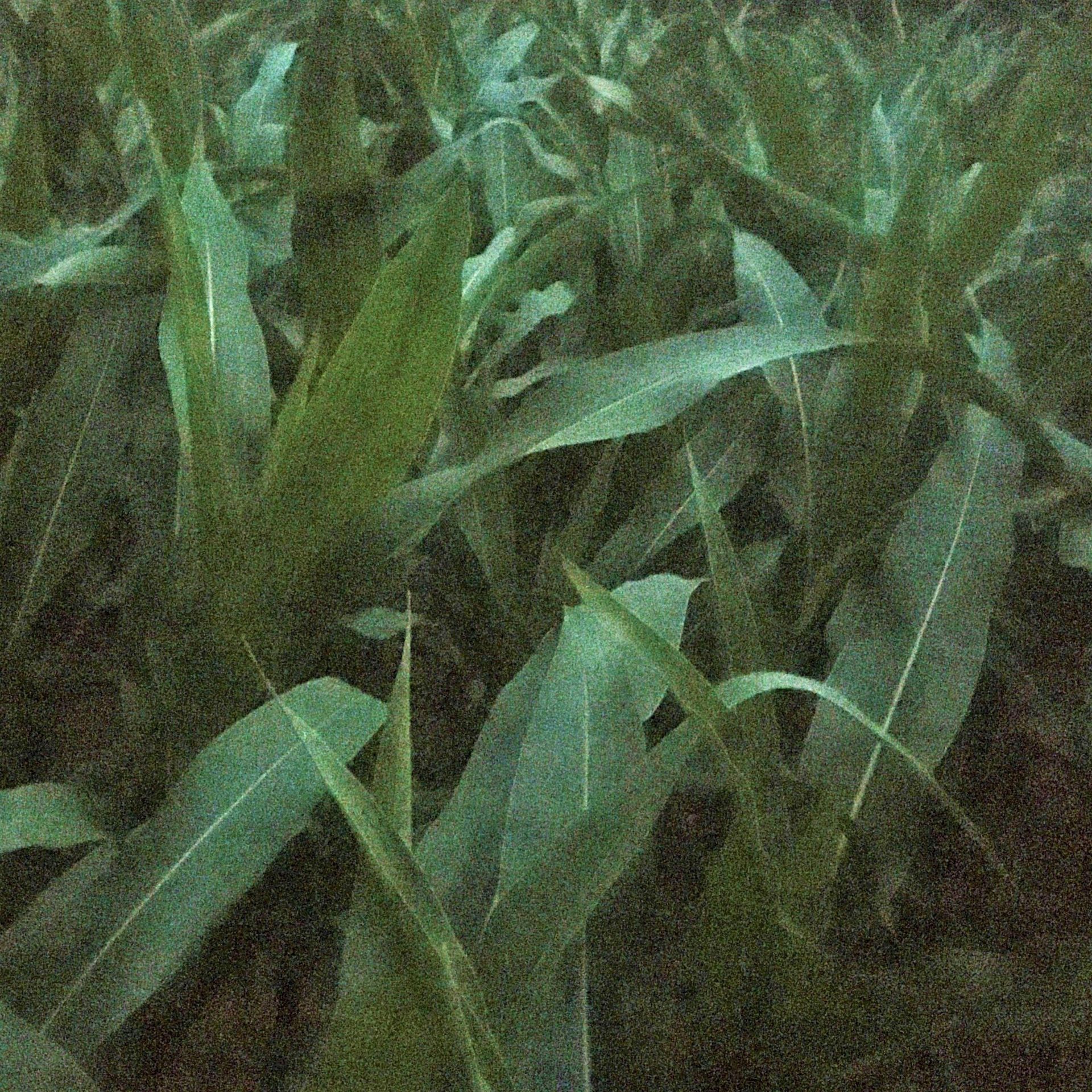 Maisfeld Rottenbauer, Foto ©Thomas Lehrmann