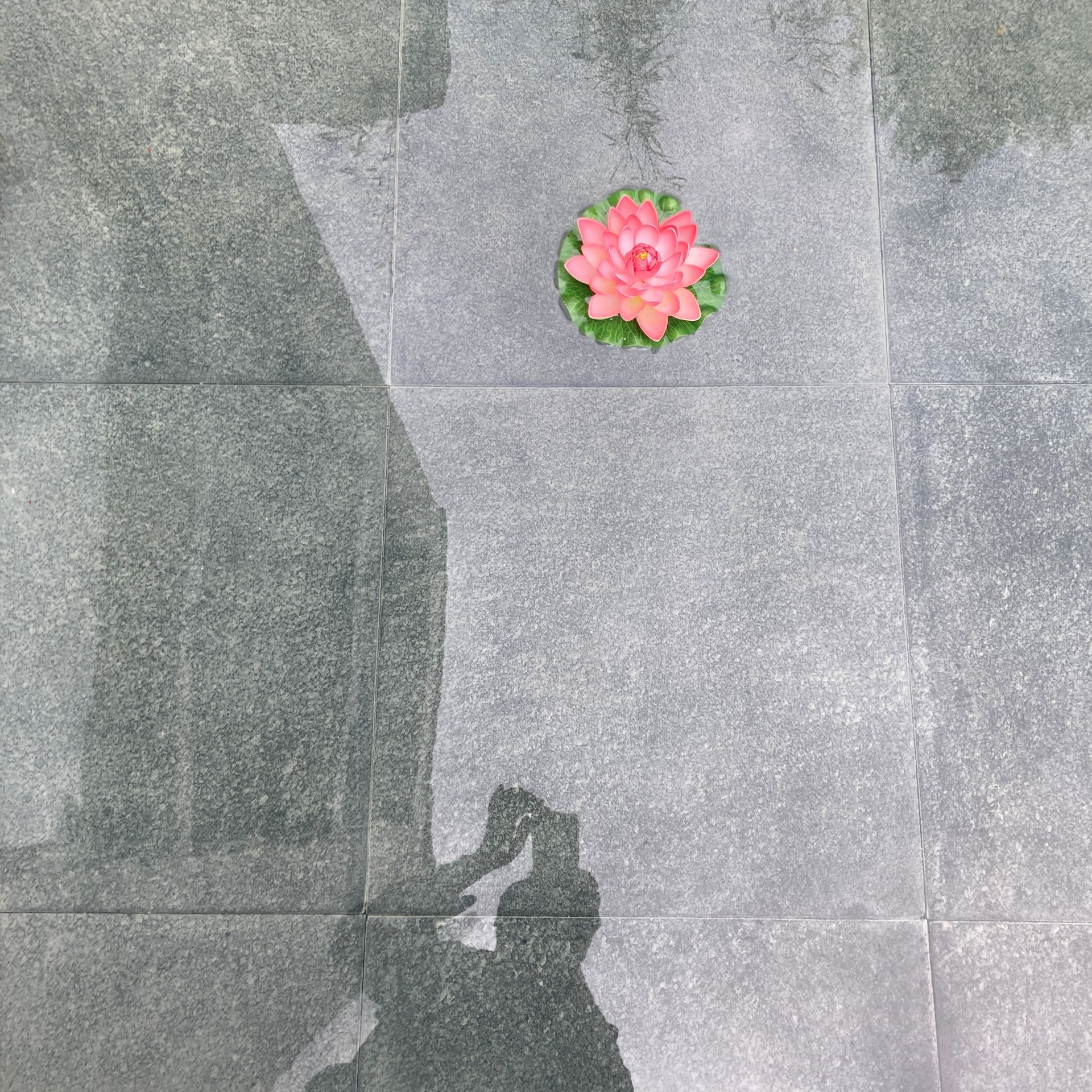 Seerose, Foto ©Thomas Lehrmann