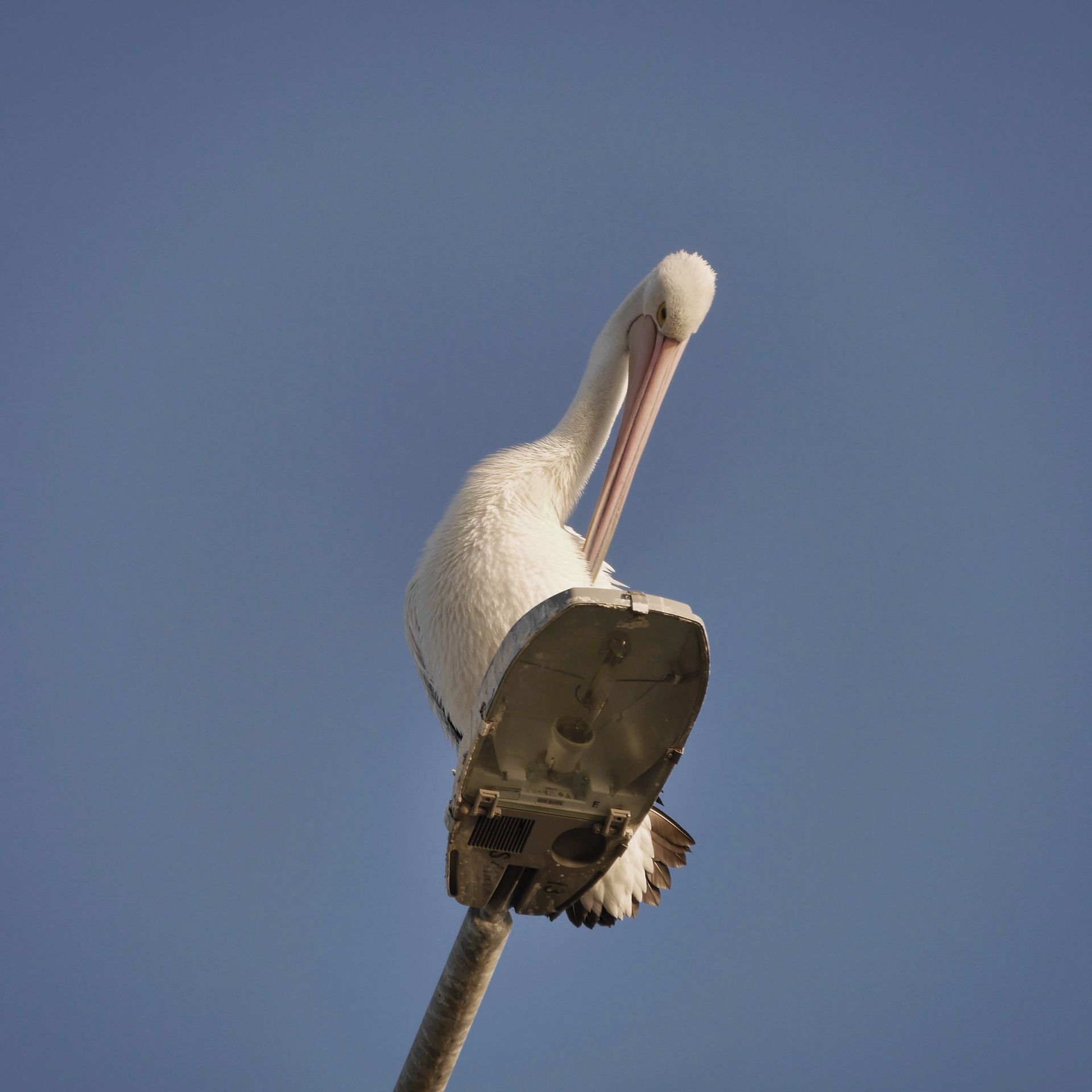 Tooradin boat ramp pelican lamp, Foto ©Thomas Lehrmann