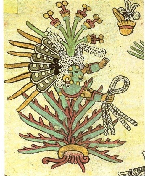 iconografia delle piante medicinali