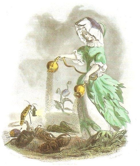 iconografia delle piante medicinali