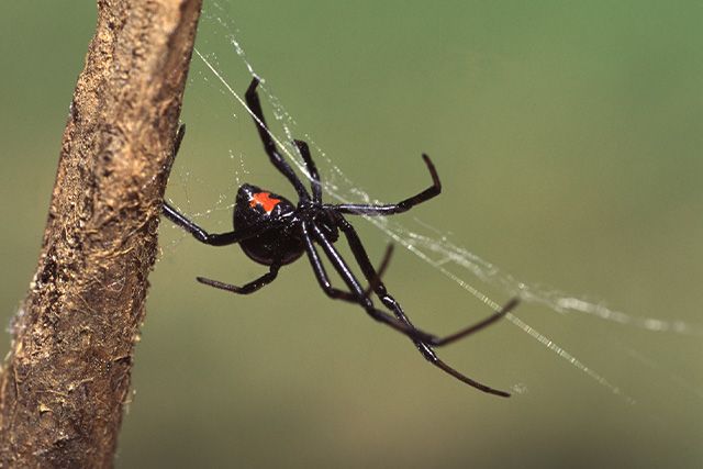 Spider Extermination Virginia