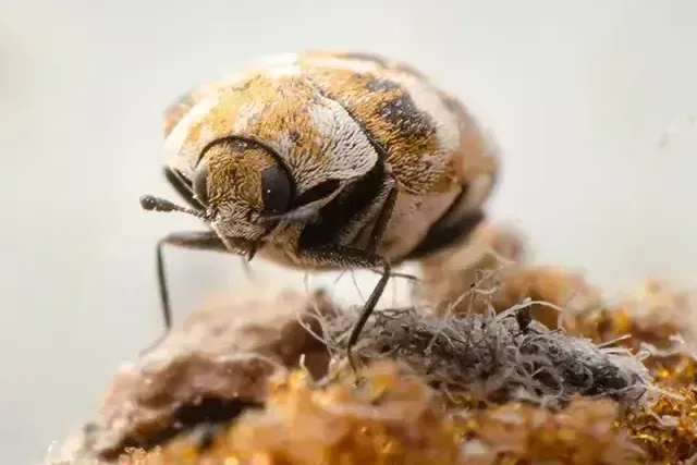 Carpet Beetle Control