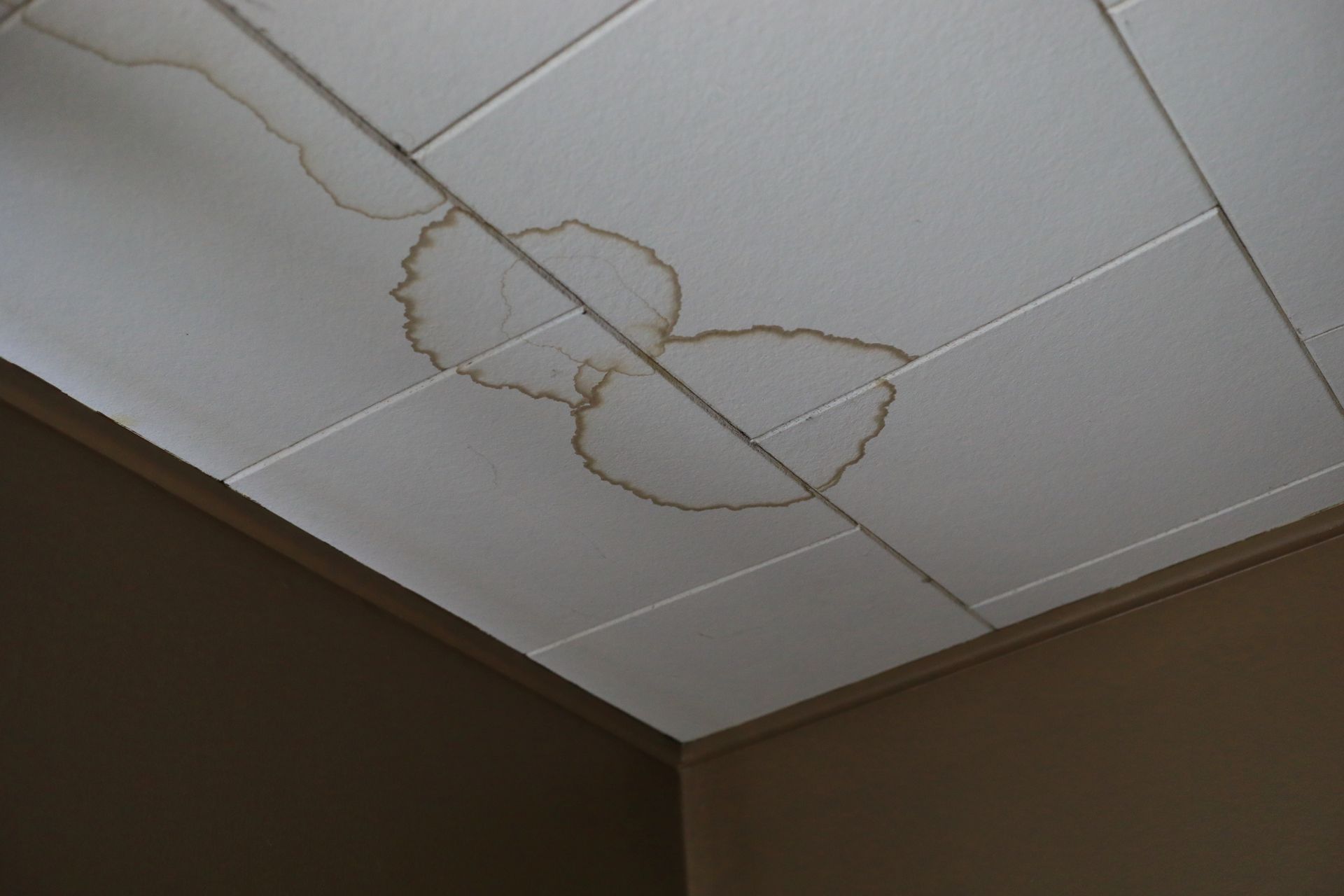 Stained ceiling tiles with water damage, brown stains against white.