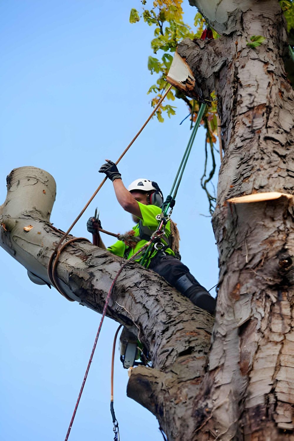 Arborist Services in Calgary
