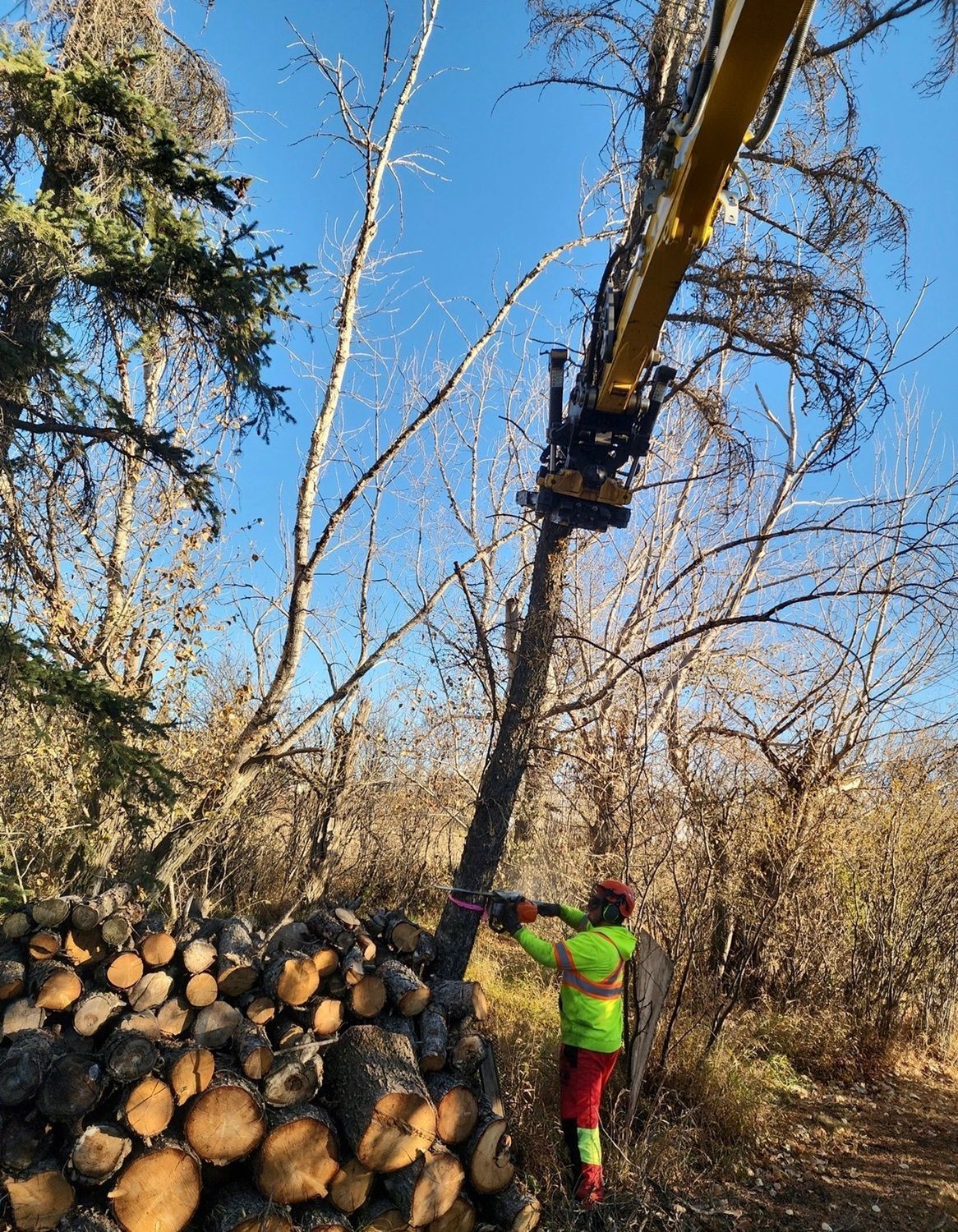 Arborist removing a tree