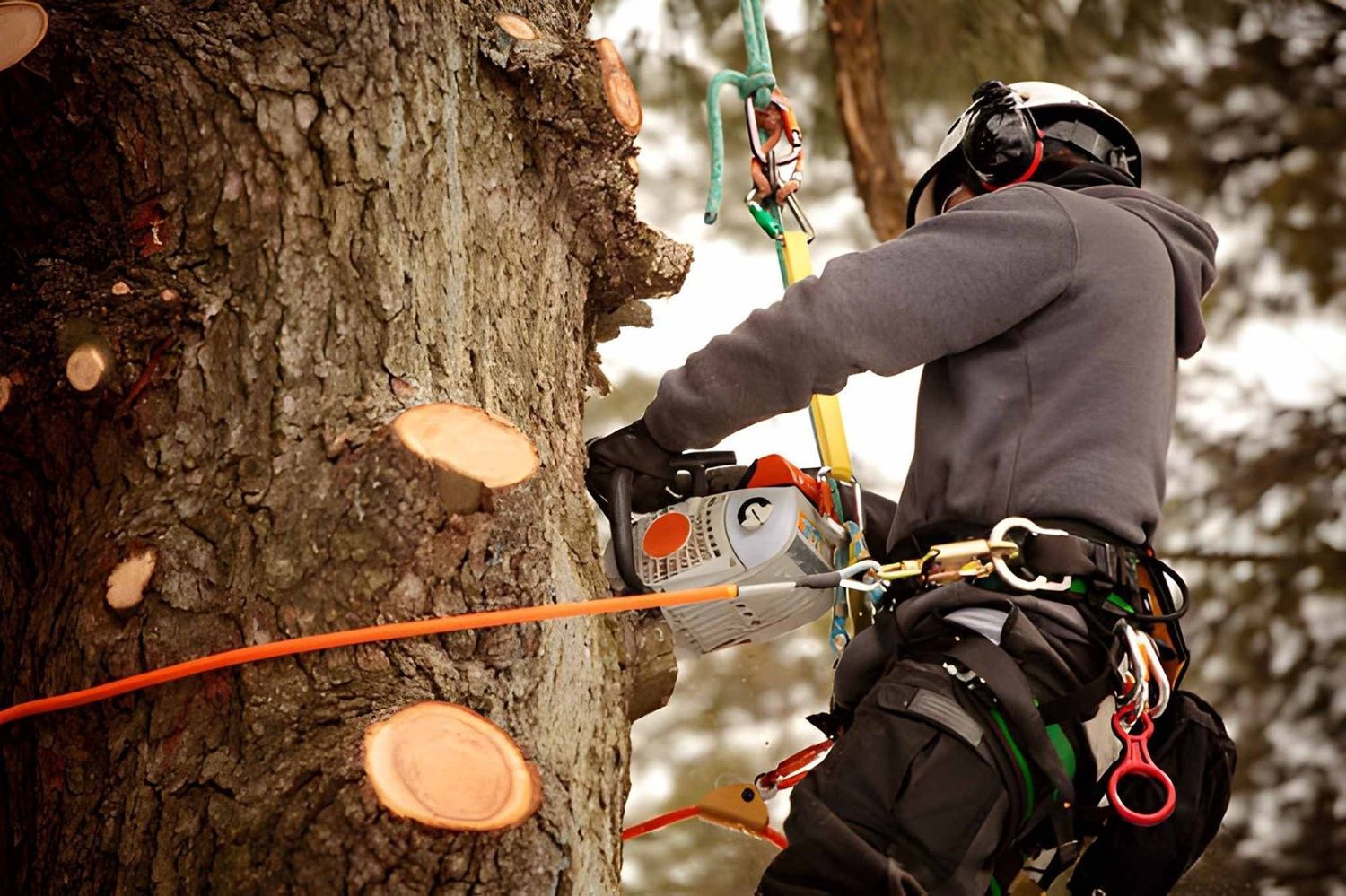 Arborist in Calgary
