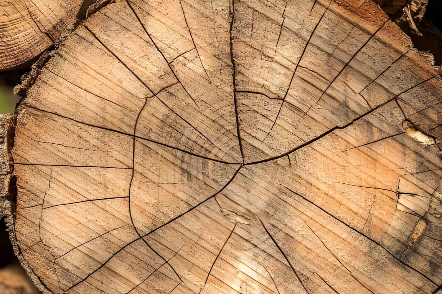 Stump Grinding near me