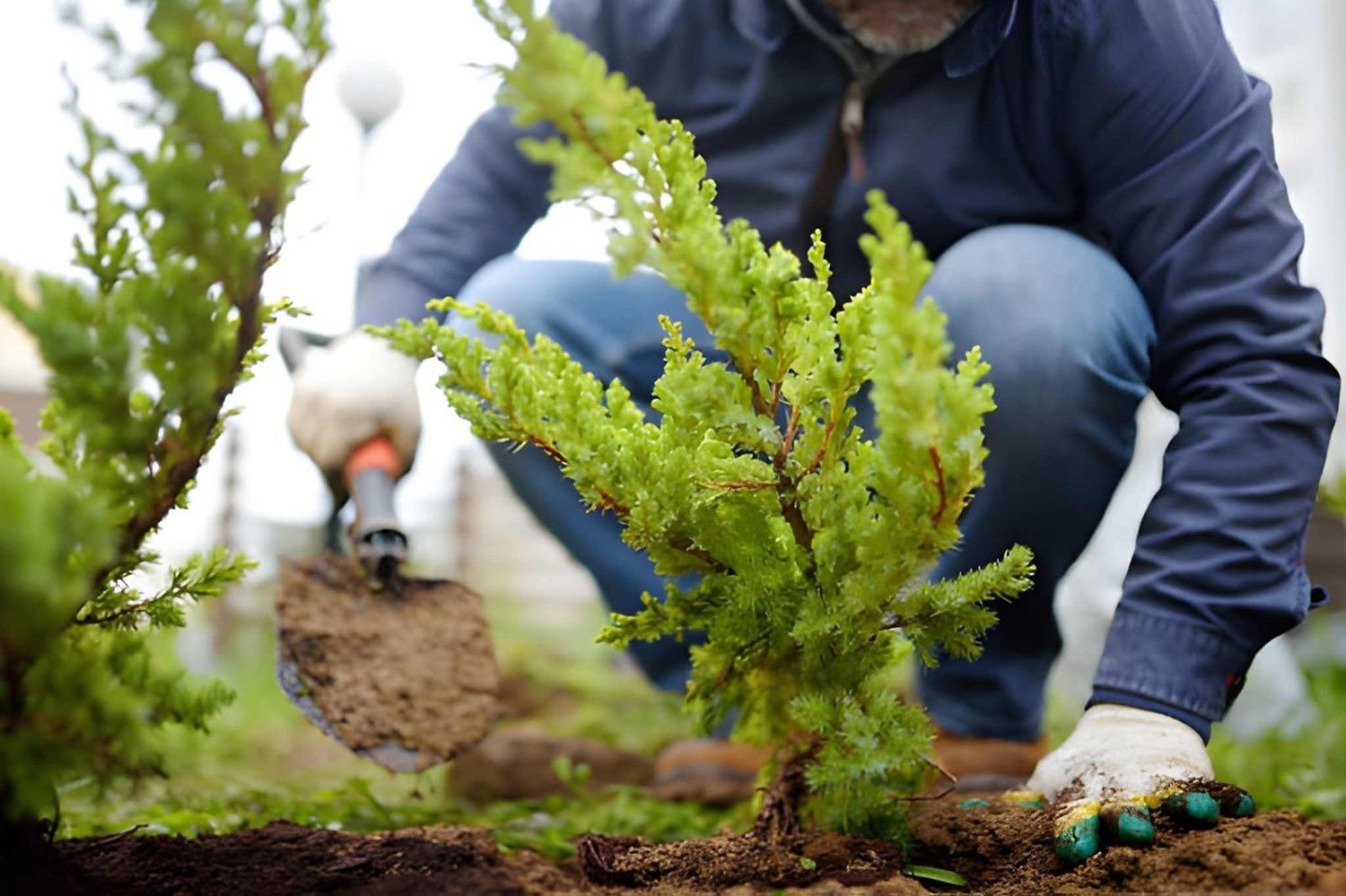 Tree Planting Calgary