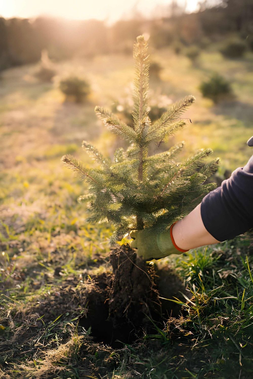 tree planting Services in Calgary