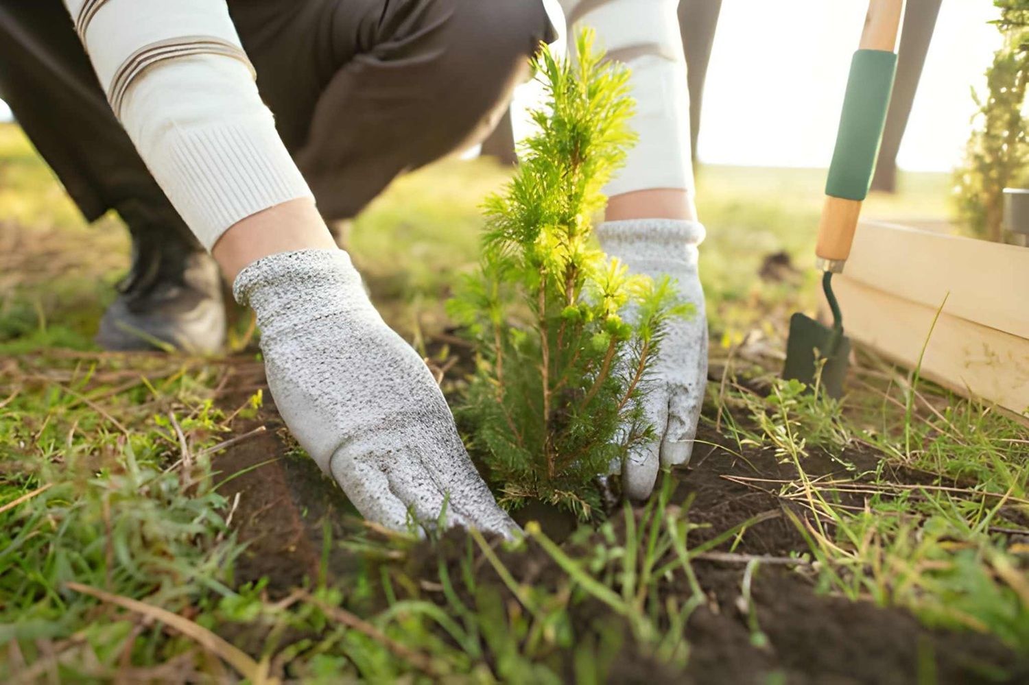 Tree Planting Services in Calgary