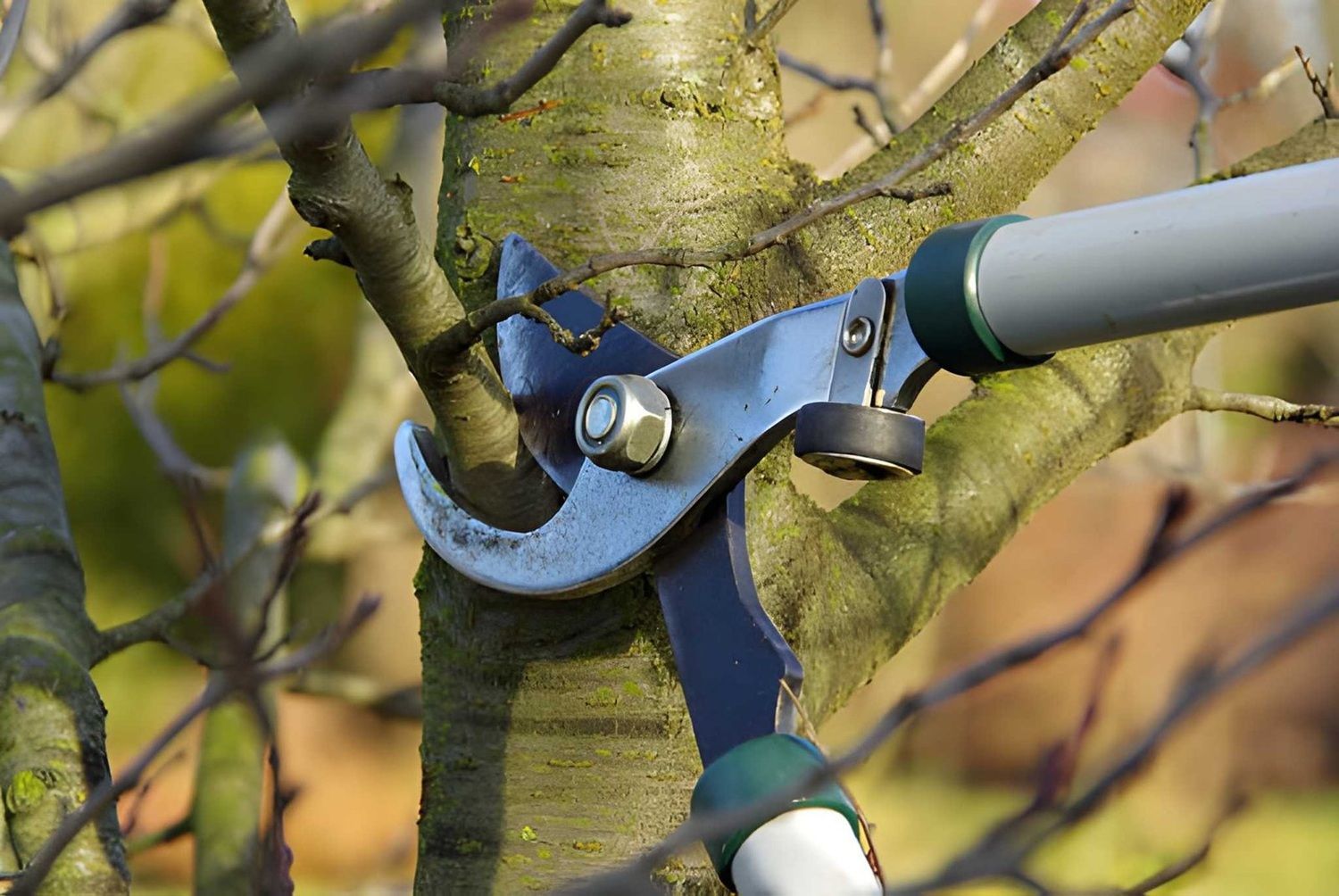 Professional Tree Trimming and Pruning