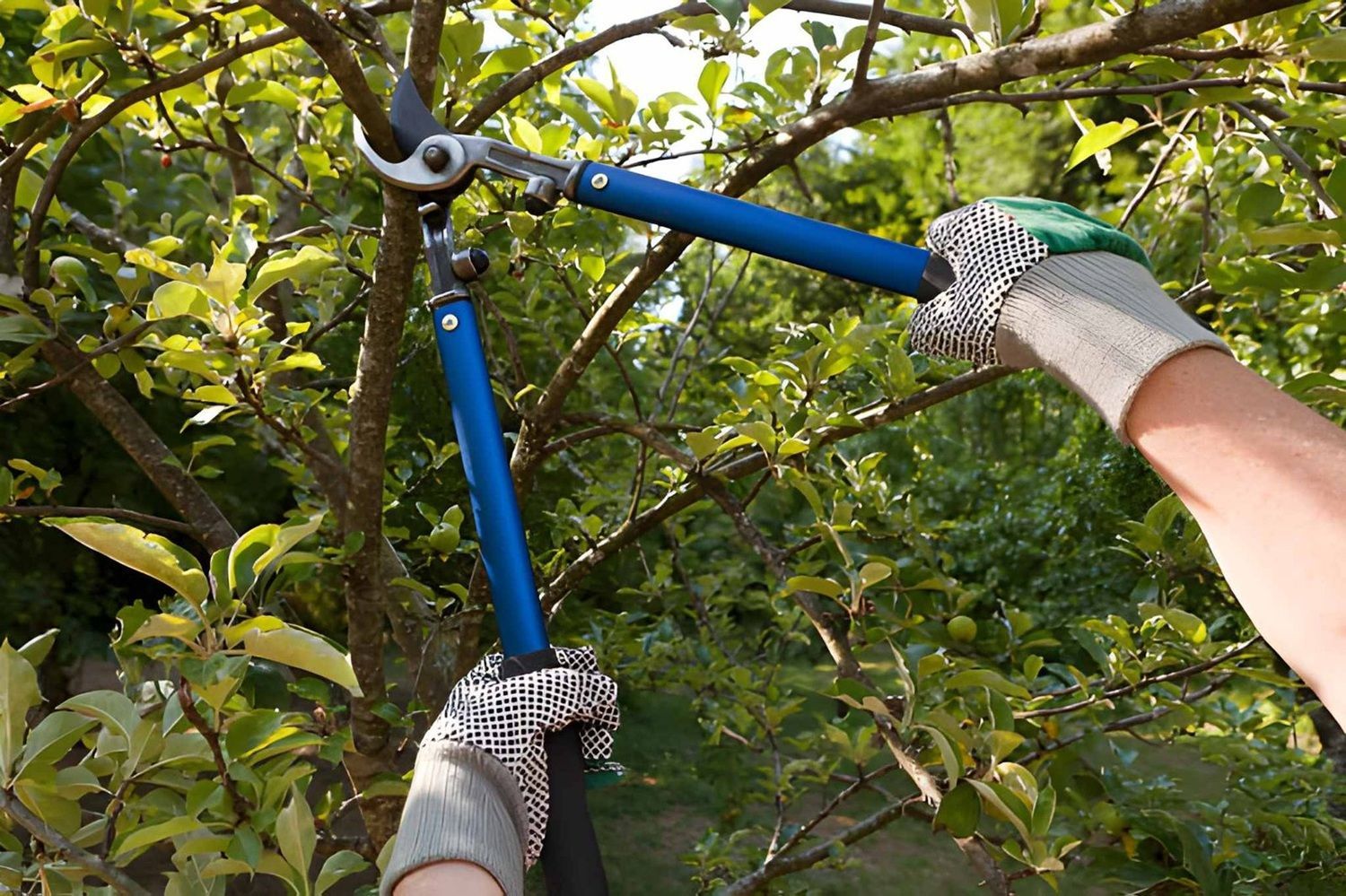 Tree Pruning Services in Calgary