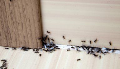 Pest Maintenance — Ants In The Wall Of A House in Ellenton, FL