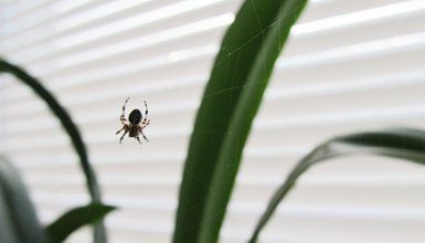 Lawn Pests — Spider In A Web Inside The House in Ellenton, FL