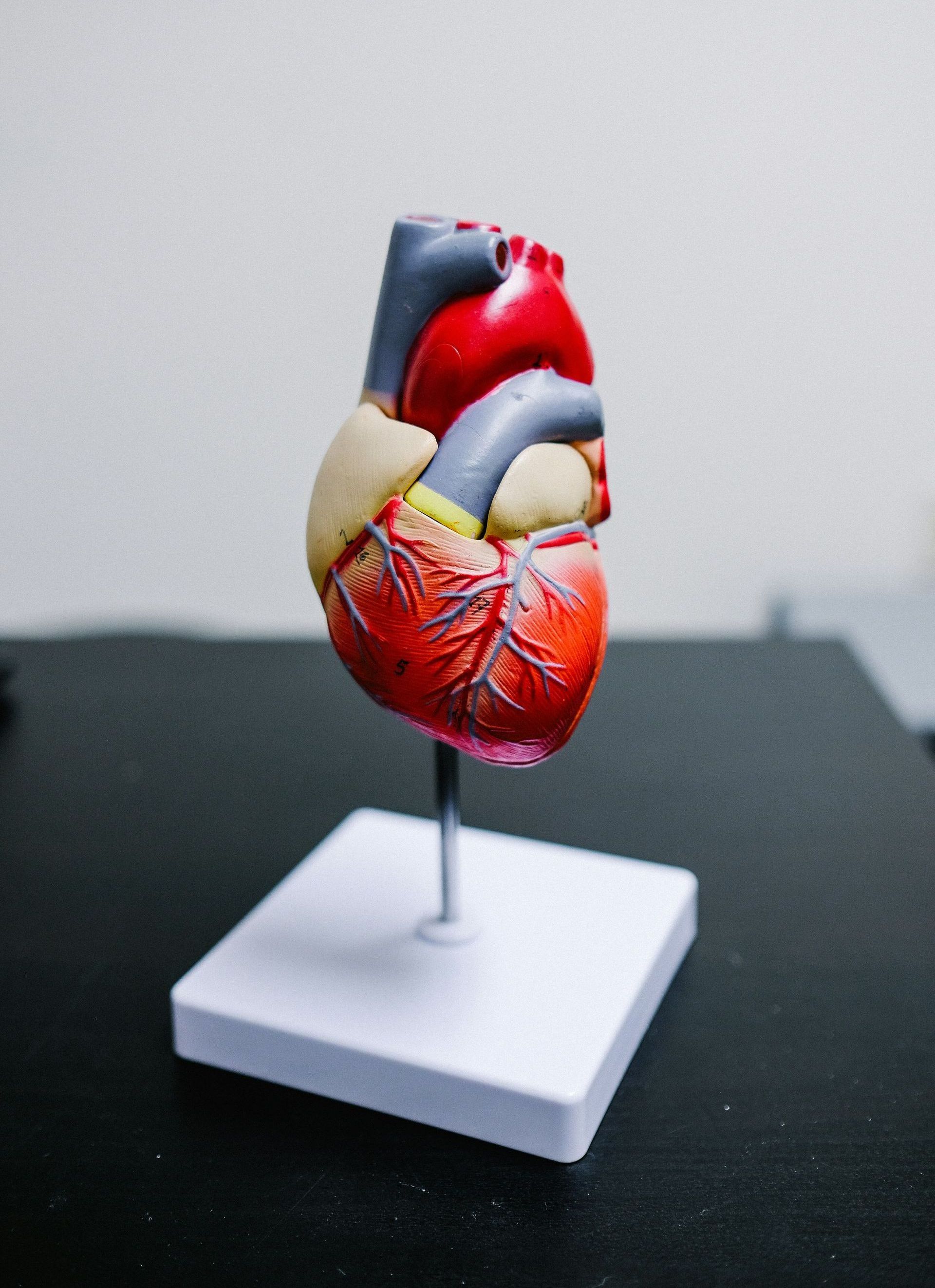 model of a heart