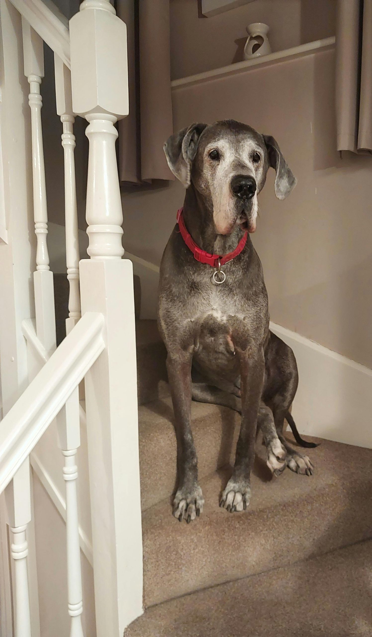 dog on staircase