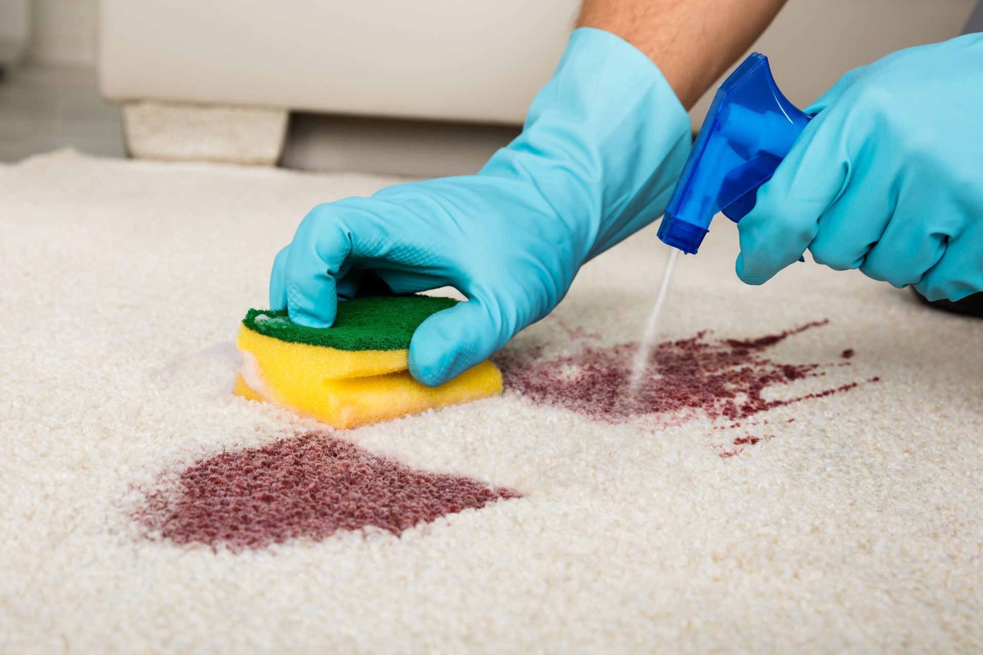 A person wearing blue gloves is cleaning a carpet with a sponge and spray bottle.