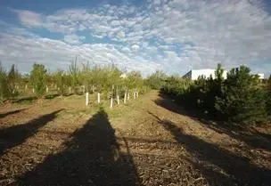 Shadows stretch across a field with small trees, under a cloudy sky.