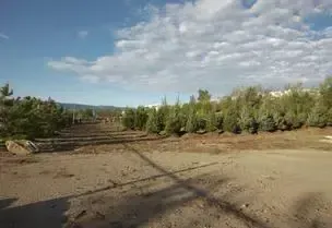 Dirt road leading to a row of green trees under a cloudy blue sky.