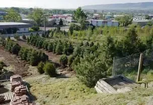 Rows of evergreen trees in a nursery with a town in the background on a sunny day.