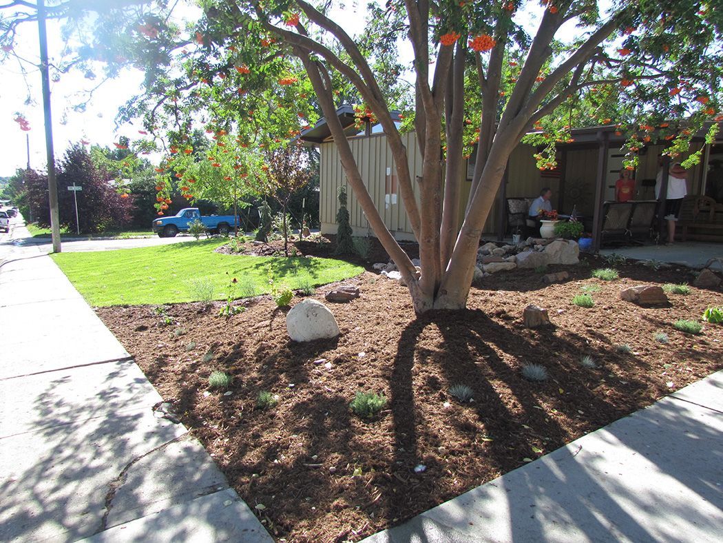 Tree with red berries in a garden bed beside a sidewalk. Green grass, blue car, and wooden shed in the background.