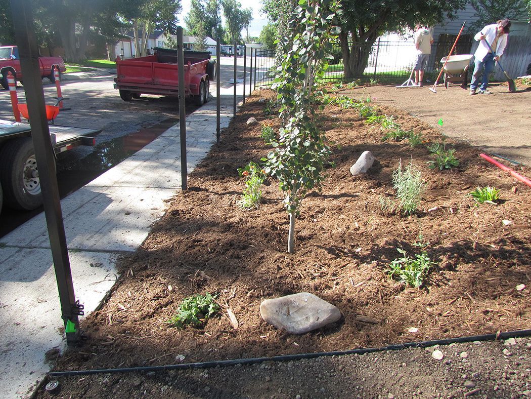 A newly planted garden bed with young trees and shrubs, mulched and next to a sidewalk.