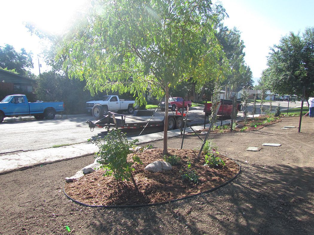 A newly planted tree in a garden bed with mulch, surrounded by other plants, and parked trucks in the background.