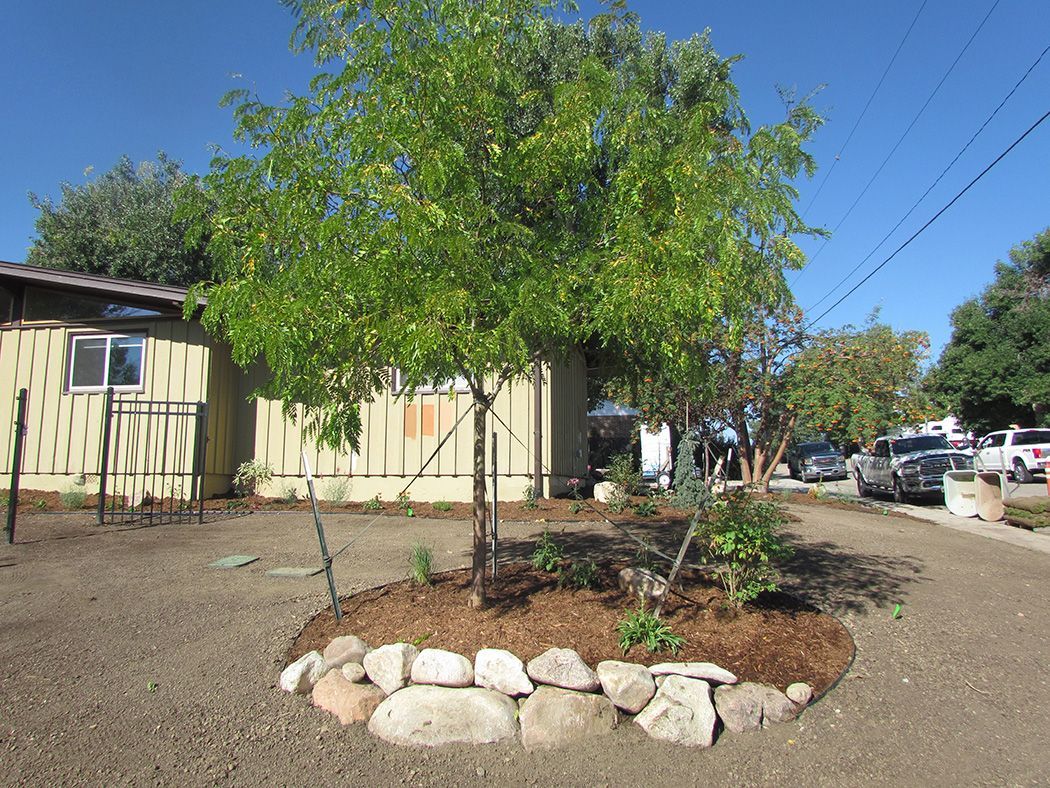 A tree surrounded by rocks and mulch in a yard next to a house with blue sky.
