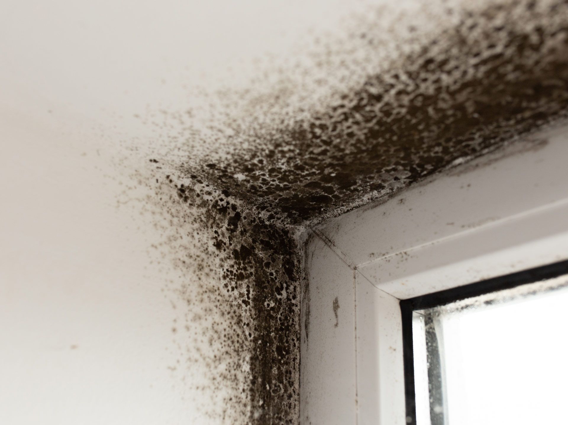 Water on dark hardwood floor near a window, with a rug partially visible.