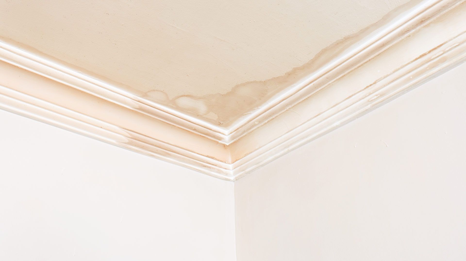 Water damage on a white ceiling with decorative molding, stained brown.
