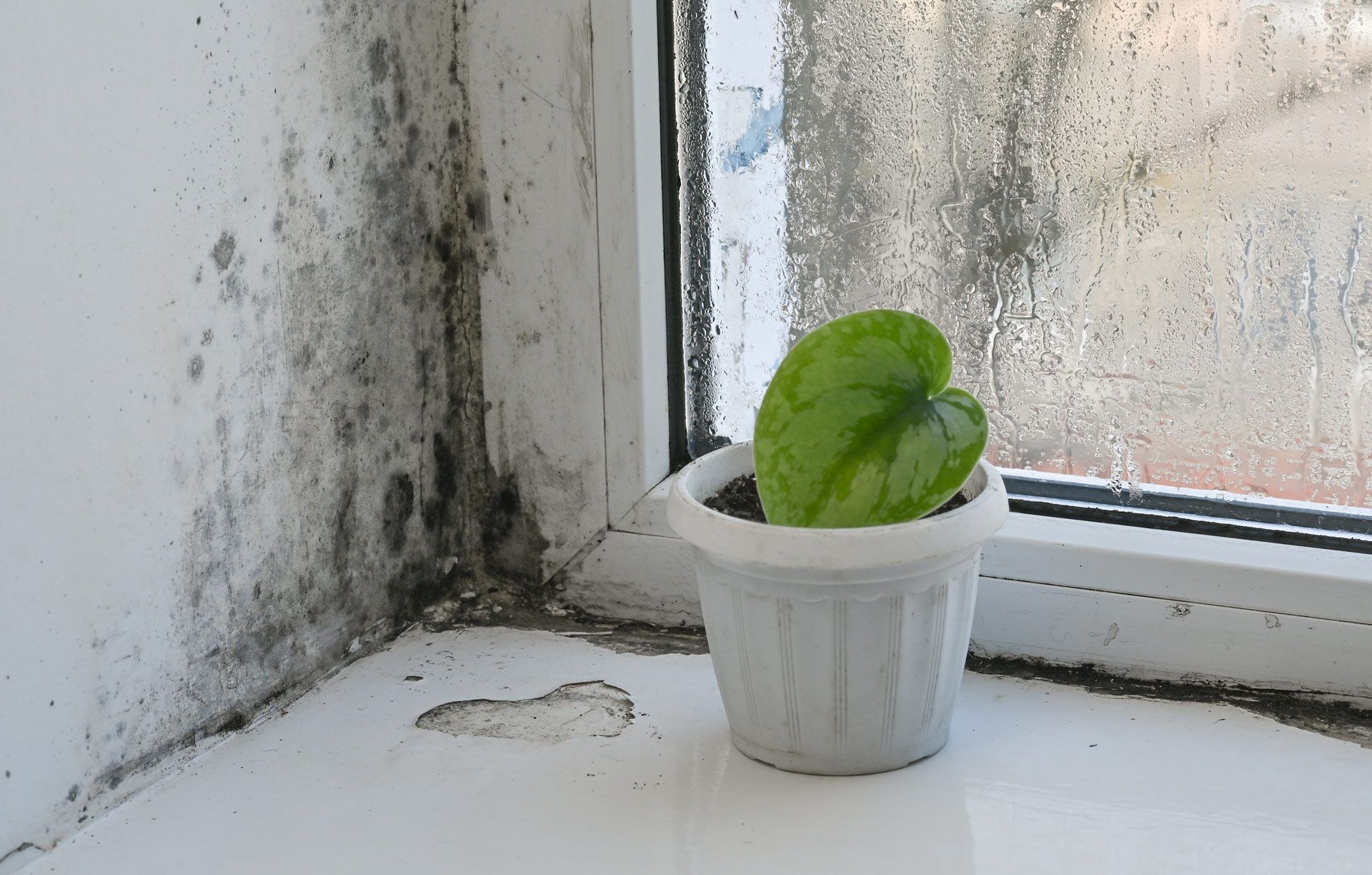 Mold growth on a window frame with a potted green plant.