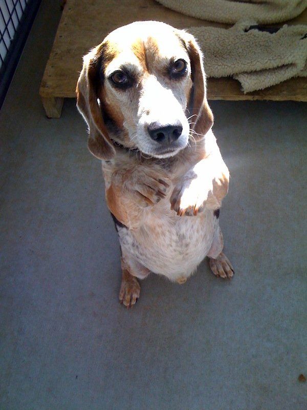 Pet Grooming & Boarding Vacaville, CA Alan's Canine Training and