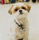 White and tan Shih Tzu dog looking at the camera, wearing a black collar. | Emge's Car Craft Auto Services