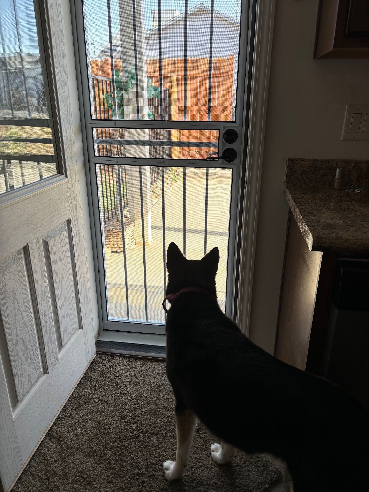 A dog is standing in front of a door looking out.
