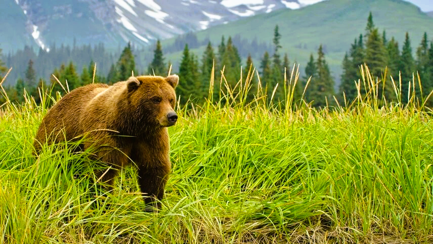A brown bear is standing in a field of tall grass with mountains in the background.