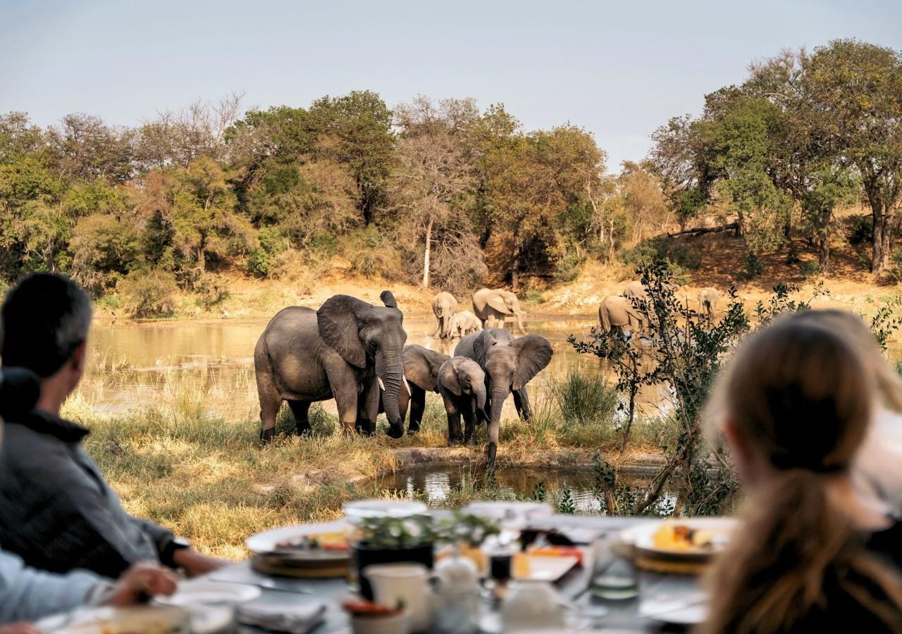 A group of people are sitting at a table looking at elephants.