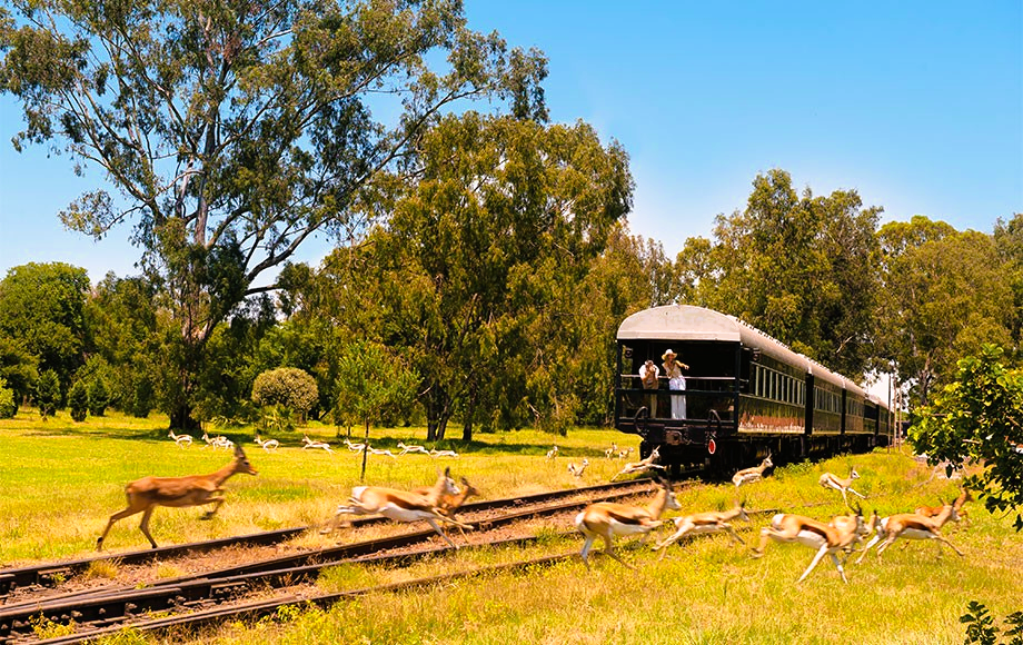 Train travels through grassy field, springboks run across tracks.