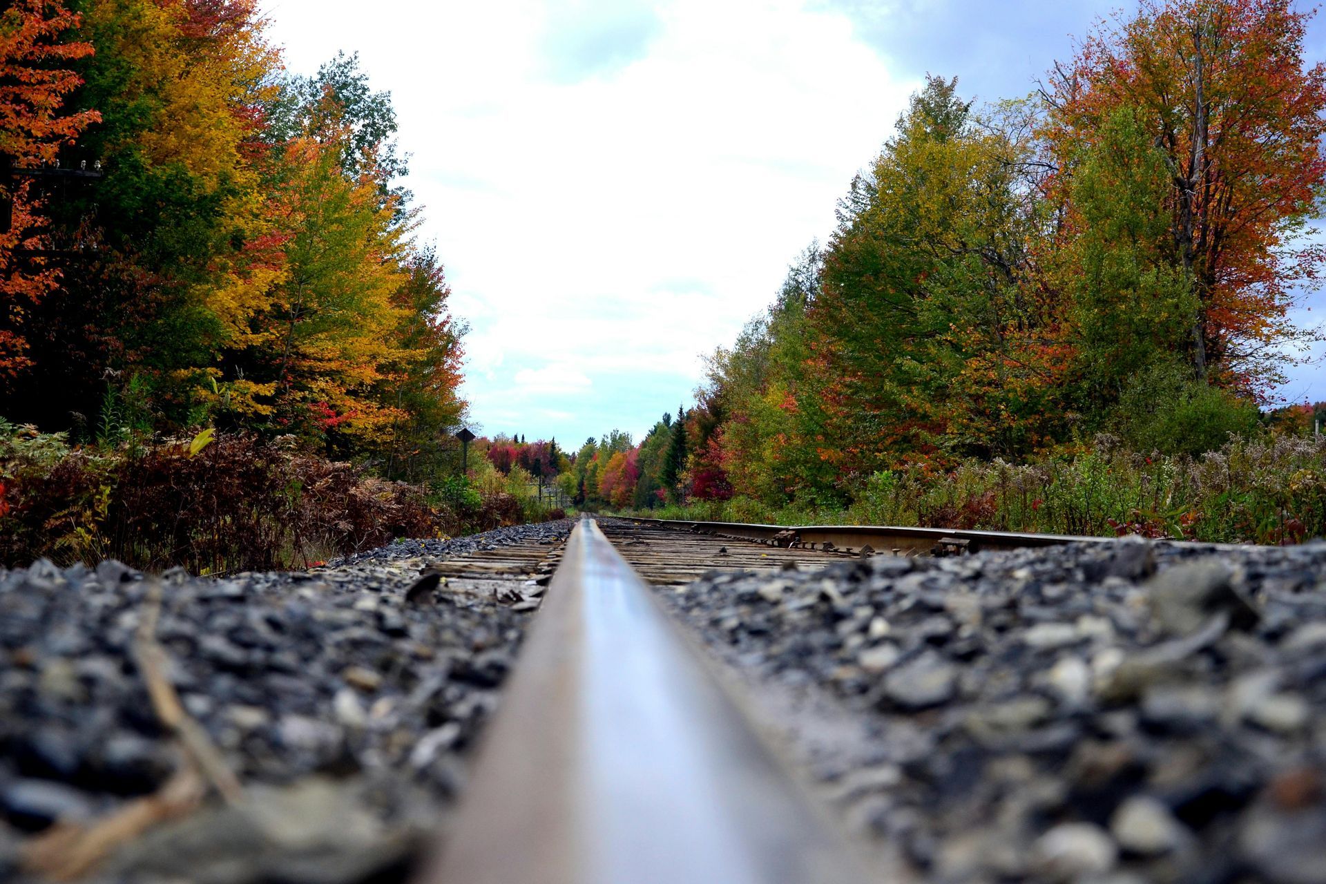 A train track going through a forest with trees in the background