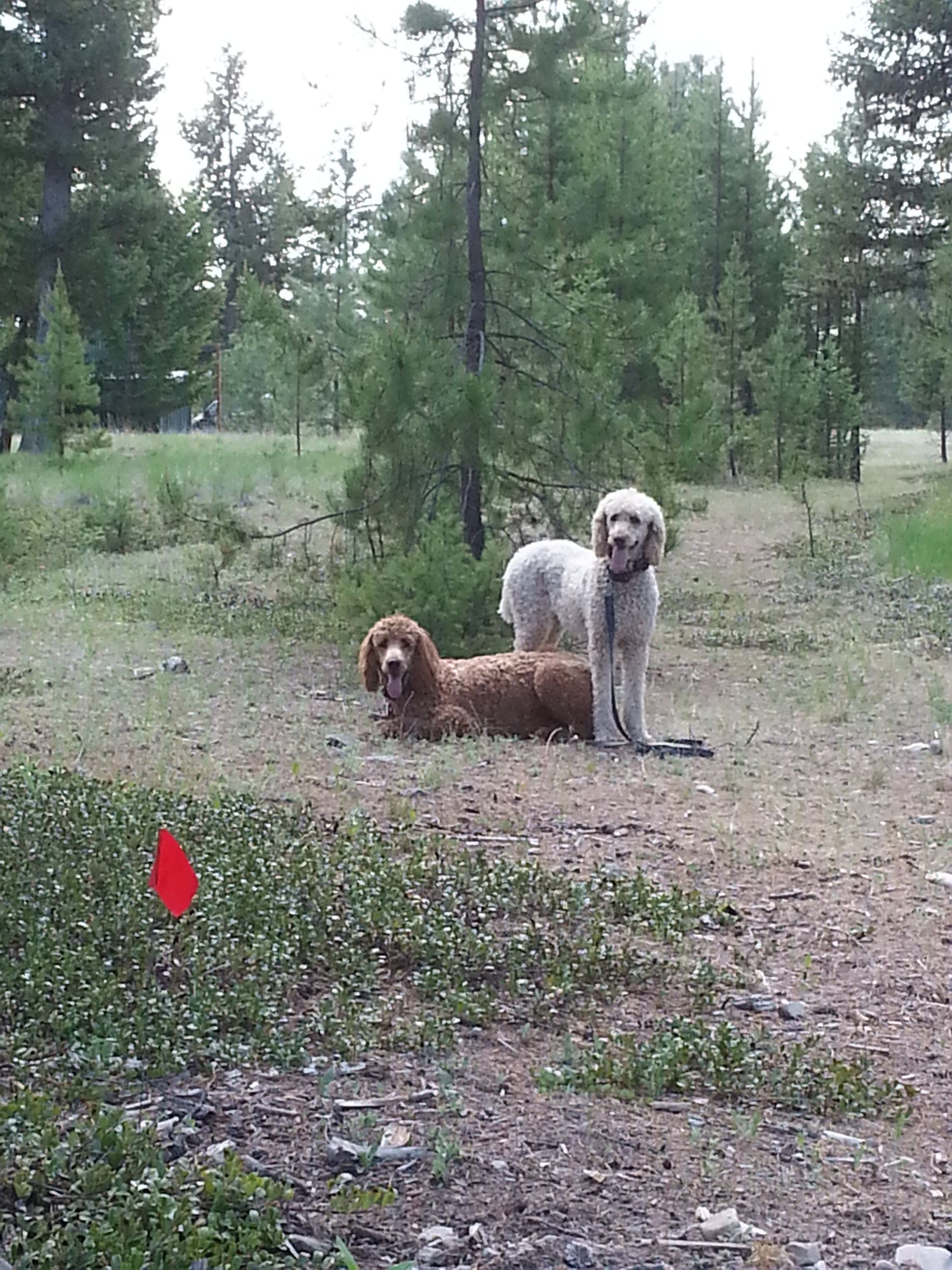 Happy Dogs Inside the Underground Wire Fence