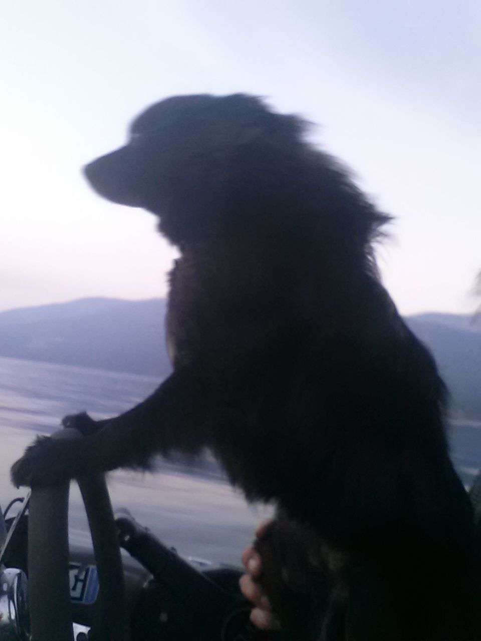 A dog is sitting on the steering wheel of a car