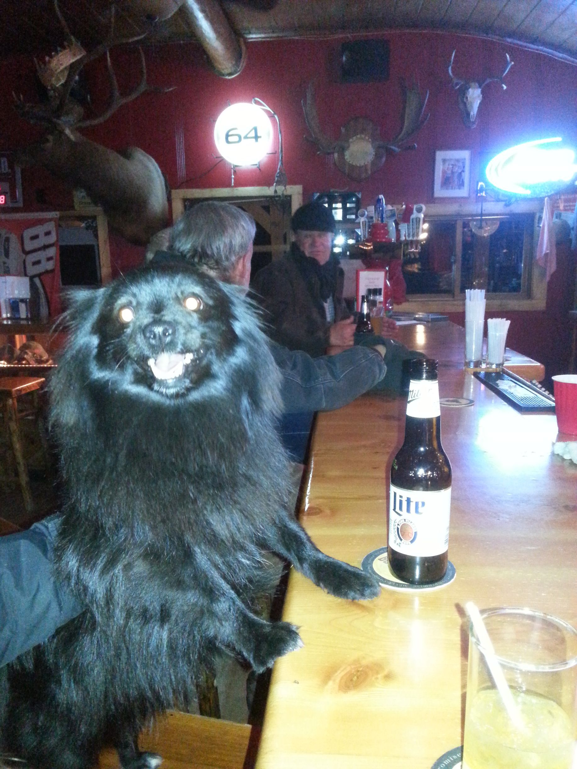 A black dog sitting on a bar next to a bottle of lite beer