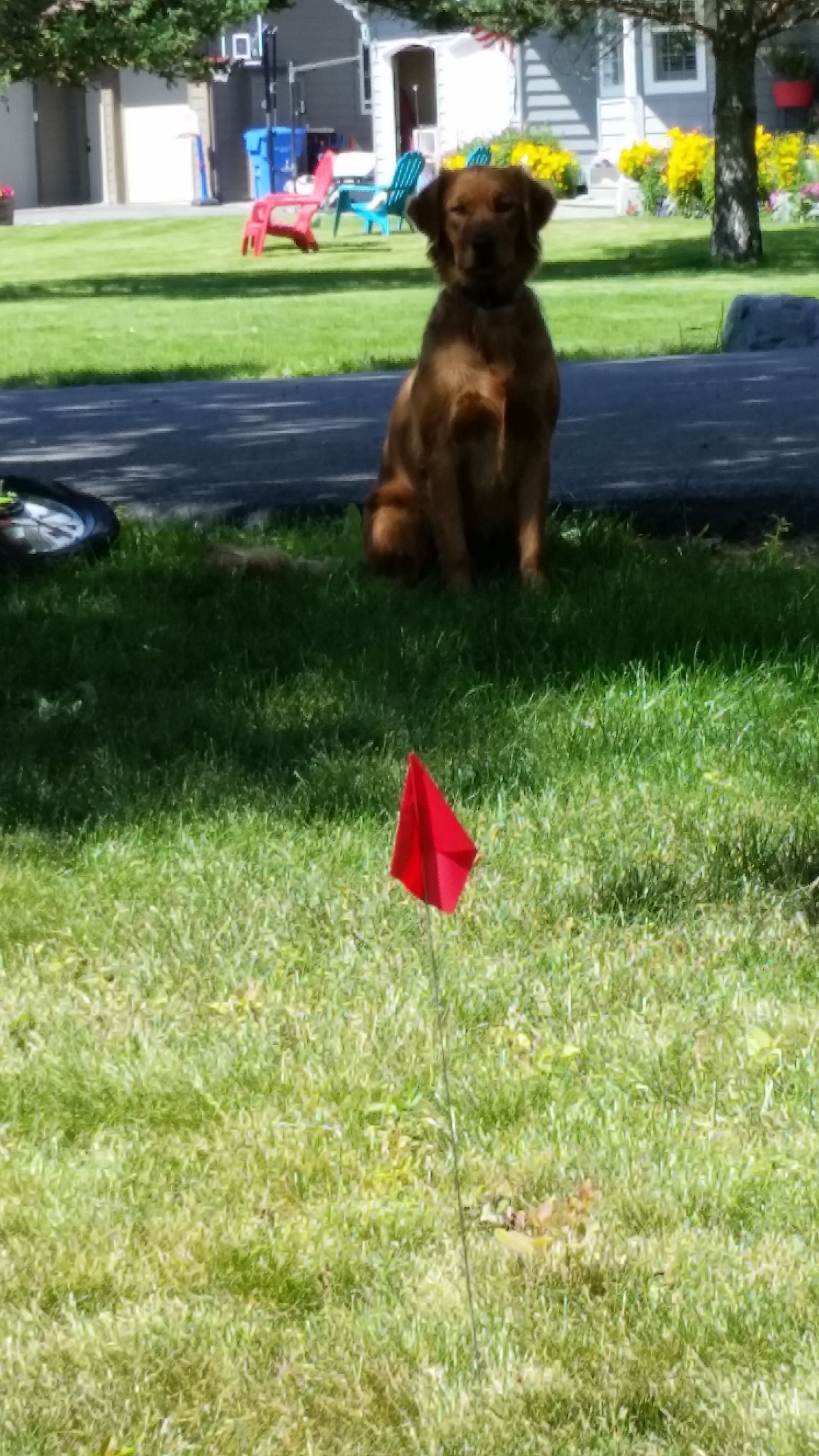 A Dog Inside the Wired Fence