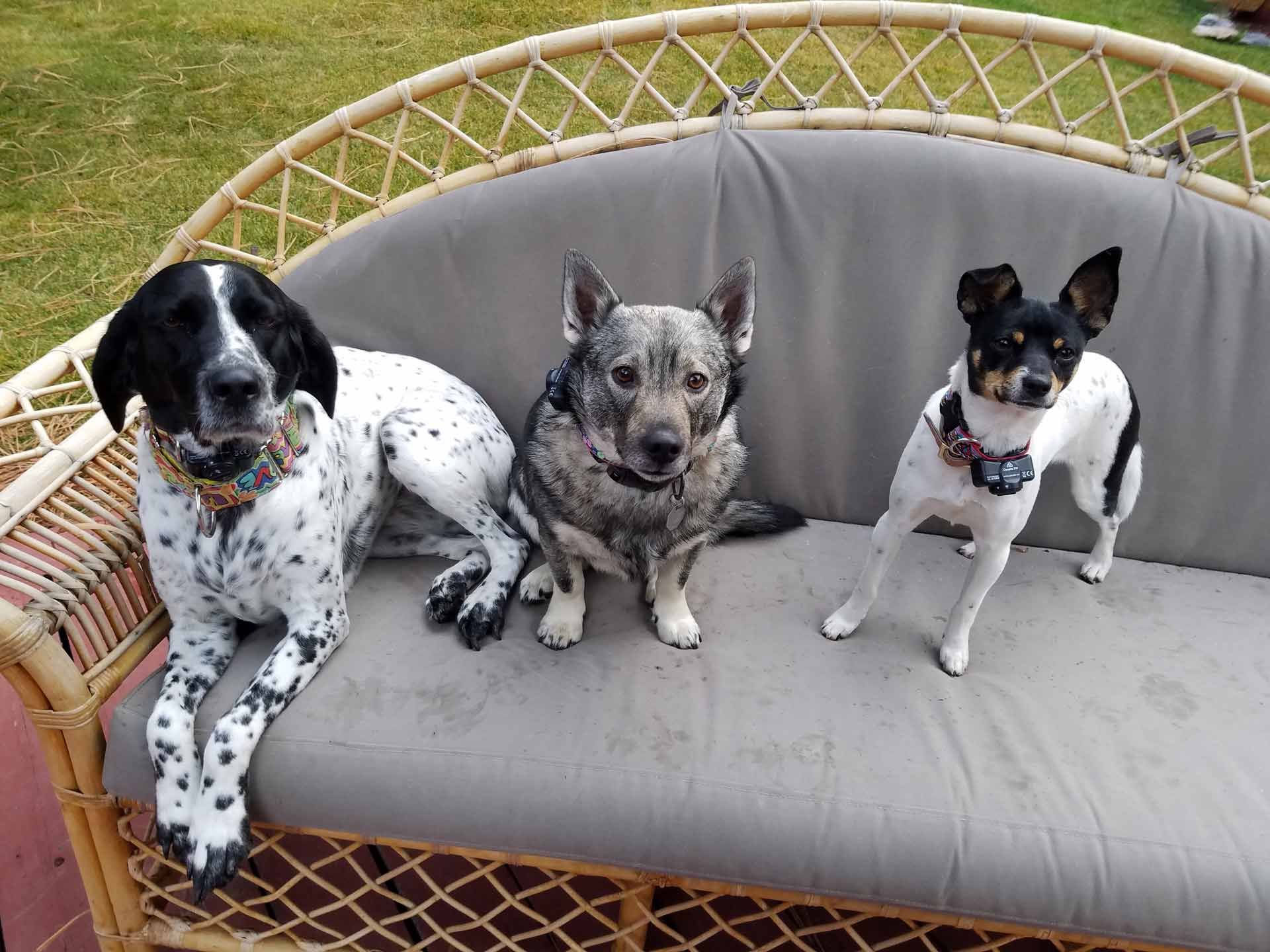 Three dogs are sitting on a wicker couch outside