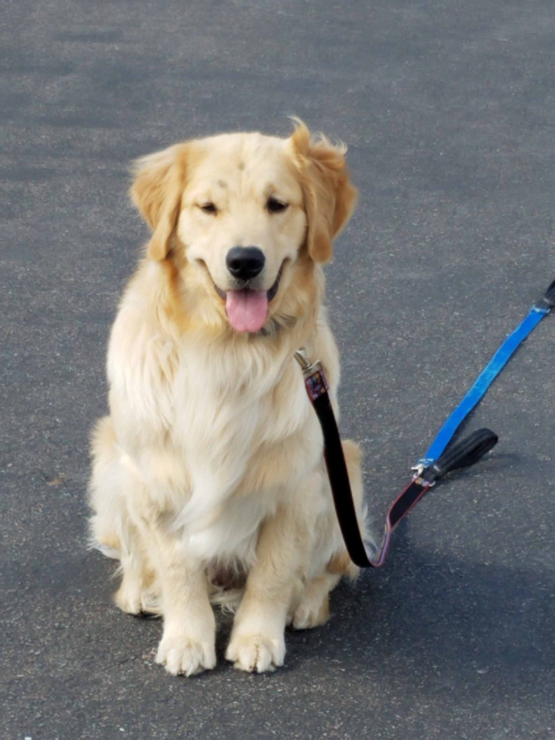 A dog on a leash with its tongue hanging out