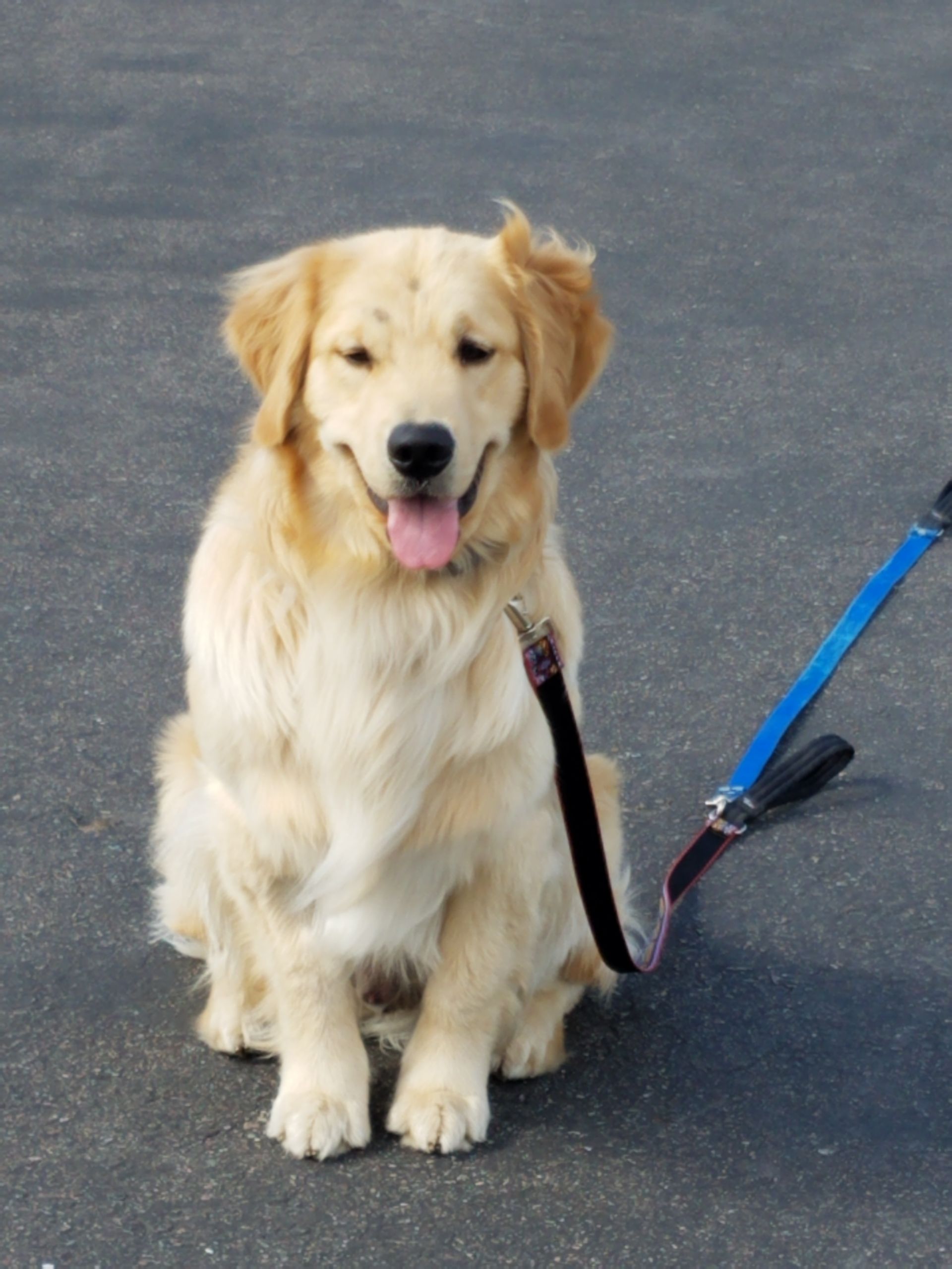 A dog on a leash with its tongue hanging out
